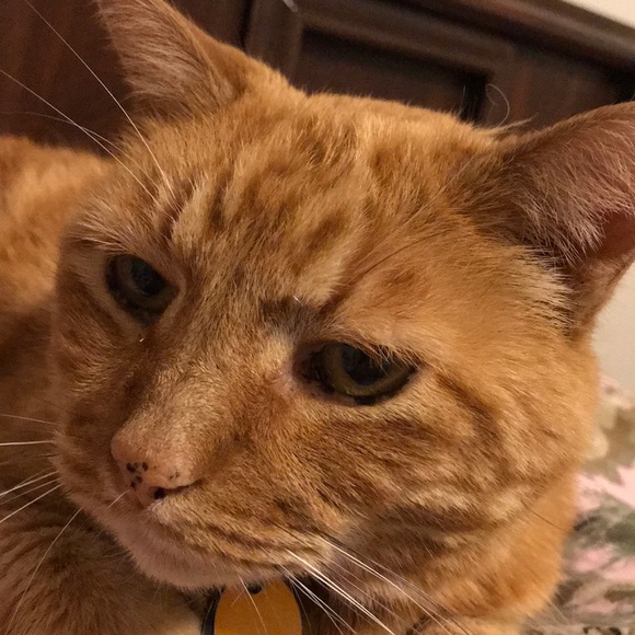 Meet your Posher, Ashley - Picture 1 of 1